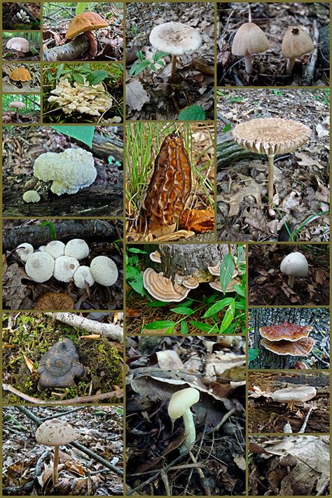 Pennsylvania Mushrooms Collage 3 Photograph By Carol Senske Fine