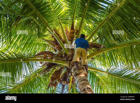 Man Climbing Cocos Harvester Harvests Coconut Palm Tree Trunk Ceylon