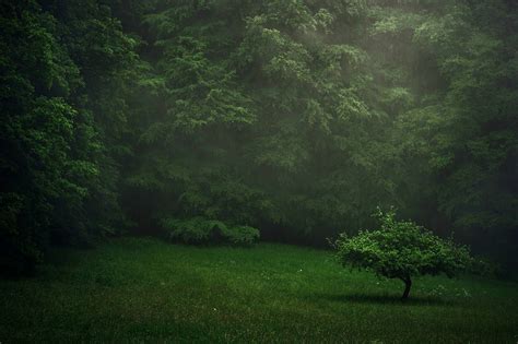 Un Hermoso Bosque Verde Ver Online Hd Wallpaper Paisaje Increíble Para