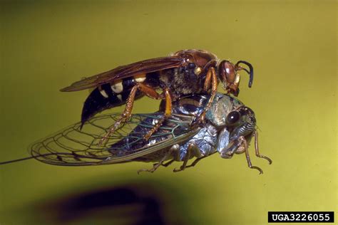 Cicada Killer Sphecius Speciosus