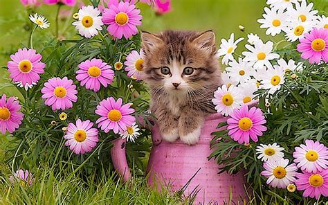 Kitty And Flowers Lovely Cat Bucket Sweet Daisies Cute Flowers