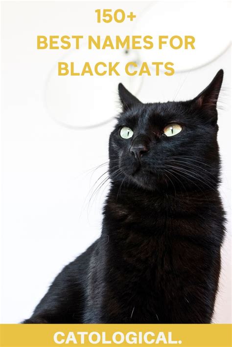 Black Cats Names In Literature