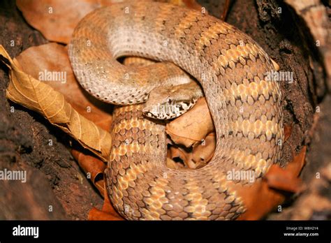 Australian Southern Death Adder In Leaflitter Stock Photo Alamy