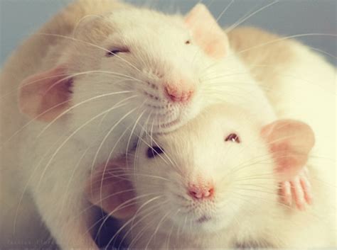 Congenitaldisease Rats Have An Unwarranted Bad Reputation In Fact