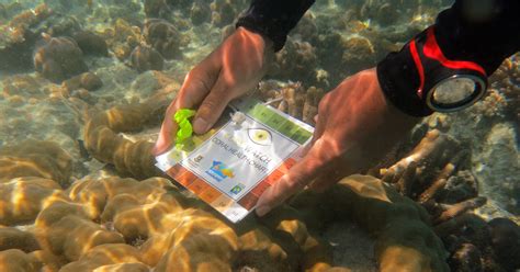 Resources and information for clinicians. Is the Great Barrier Reef dead? What can we do globally to ...