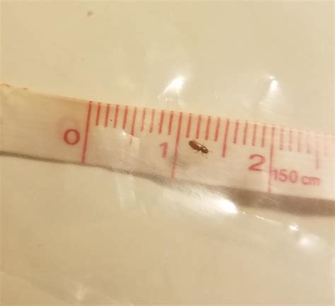 Found This Bug In My Bed Id Been Getting Some Bites Lately Could This