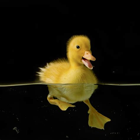 Download Baby Animal Bird Duck Duckling Animal Pfp