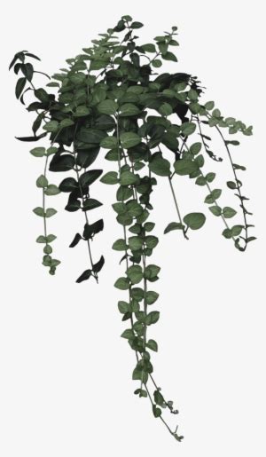 Ivy Clipart Nature Aesthetic Plant Drawing Png Transparent Png