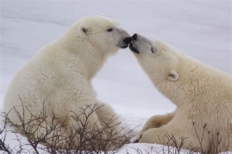 Kissing Polar Bears