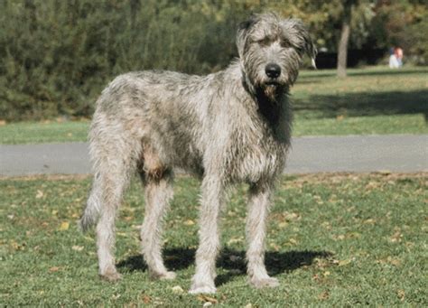 An ir extension cable is a thin cable with an ir emitter(s) on the end. Ír farkaskutya (Irish Wolfhound) | Kutya-tár