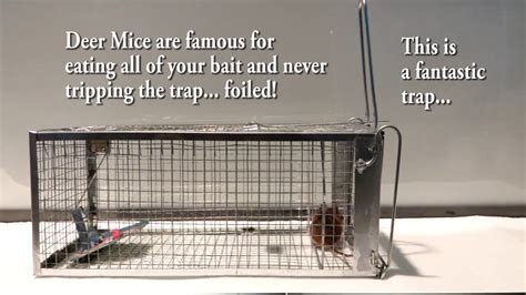 The Best Mouse Trap I Could Find Anywhere No Stolen Bait Outsmart Mice Finally Review Test
