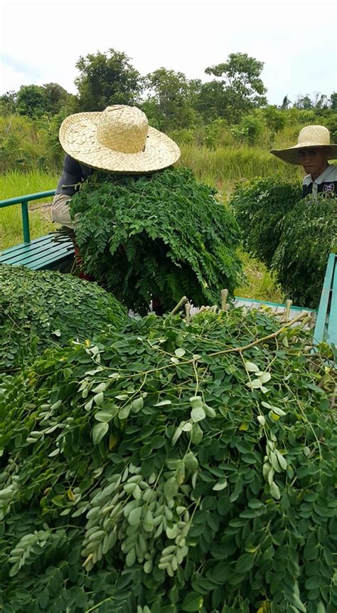 Moringa leaves are a valuable source of protein for ruminants but they have a moderate palatability. Moringa Farm / MalunggayLife Agri Farm Philippines: Drying ...