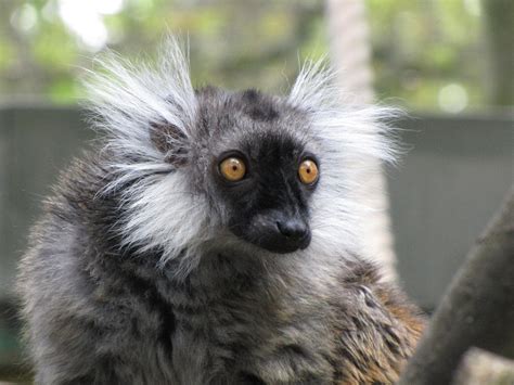 Black Lemur Paradise Wildlife Park