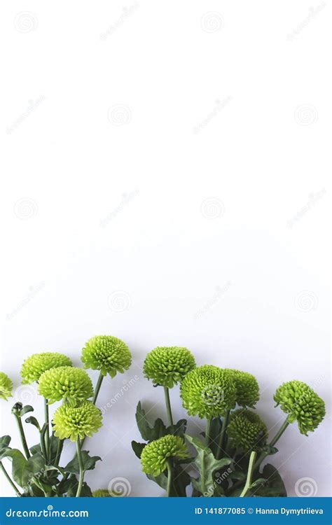 Spring Green Plants Greenery White Background Stock Image Image Of