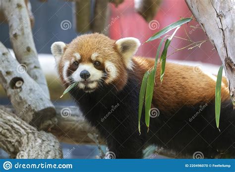 Red Panda Chewing On A Leaf Stock Photo Image Of Furry Tree 220496070