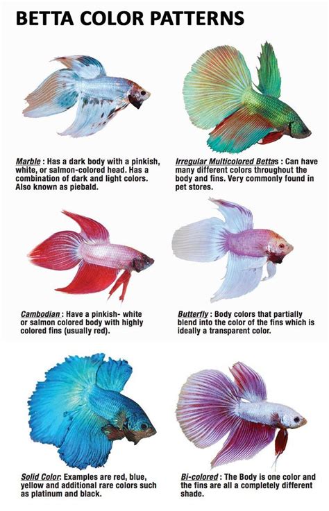 √ 35 Different Types Of Betta Fish With Beautiful Pictures Betta