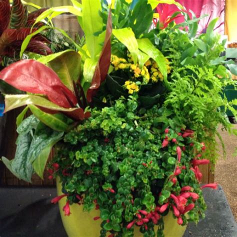 Tropical Container Container Vegetables Container Plants Container