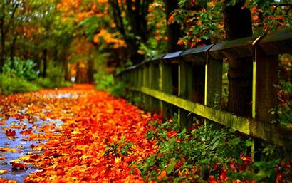 Autumn Desktop Leaves Wallpapers13