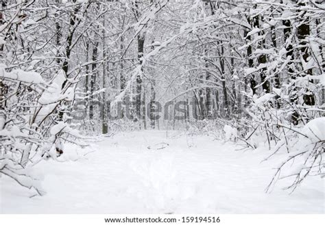 Beautiful Winter Forest Road Stock Photo Edit Now 159194516
