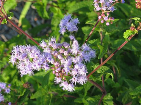 Friesner Herbarium Blog About Indiana Plants Timely Seasonal Information On Wild Plants