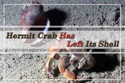 Hermit crab shells need from another snail usual pet store sell plastic shell for them that may harmful for it. My Hermit Crab Has Left Its Shell - Shrimp and Snail Breeder