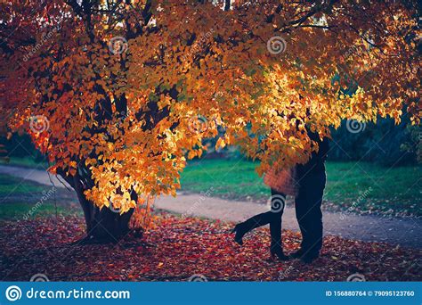 Lovers Kiss Under The Autumn Tree Stock Photo Image Of Love