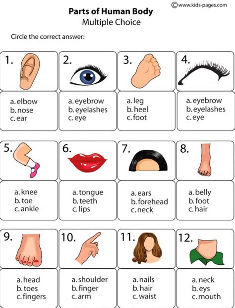 Body Parts Multiple Choice Worksheet