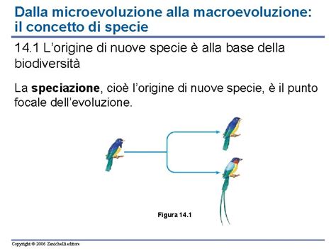 Capitolo 14 Lorigine Delle Specie Copyright 2006 Zanichelli