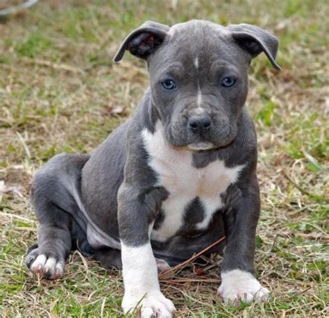 The american bully, and bully type pitbulls took the united states over like wild fire. Blue Razor's Edge Gotti Female Pit Bull Terrier 13 Weeks Old for Sale in Marianna, Florida ...