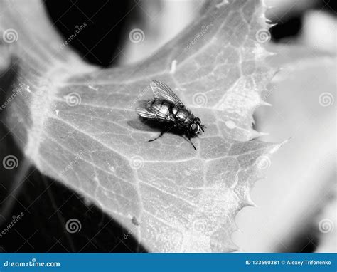A Fly Sits On The Leaves In Nature Stock Image Image Of Leaf Wild