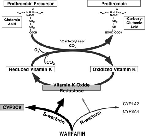 The vkdps not associated with bone growth or blood clotting are involved with the metabolism of sphingolipids, a class of lipids commonly found in brain cell. The interrelationships between vitamin K, coagulation f ...