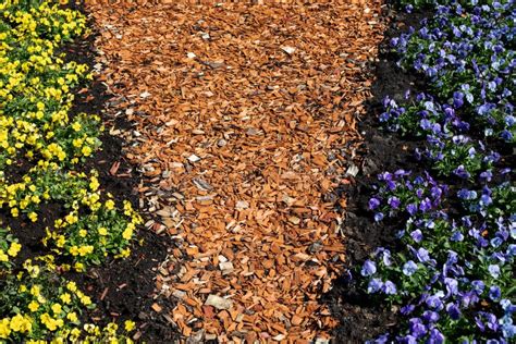 Flower Beds With Blue And Yellow Blooming Flowers Wood Chip Mulch