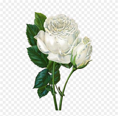 White Rose Clip Art Rose Flower Animated  Free