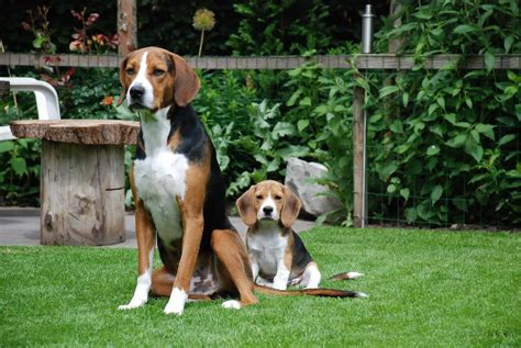 Собака домашняя Canis Familiaris характеристика питание размножение