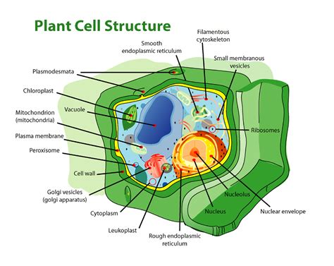 Fileplant Cell Structure Editpng Wikipedia