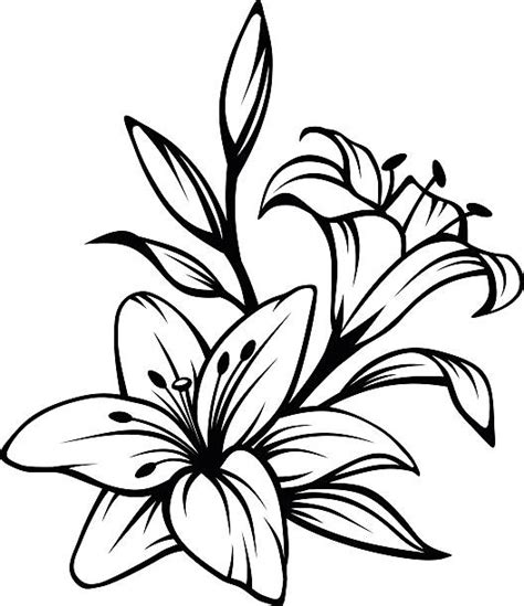 Lily Clip Art, Vector Images & Illustrations - iStock