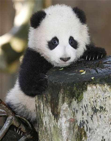48 Cute Baby Panda Wallpaper On Wallpapersafari