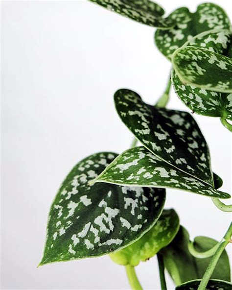 10 Different Types Of Pothos For Your Garden Pothos Varieties