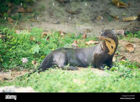 Giant Otter Pteronura Brasiliensis Suriname South America Stock