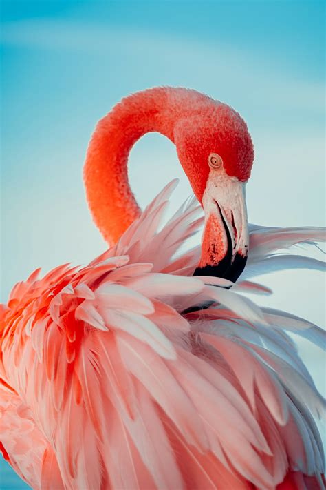 Flamingo Wallpapers Free Hd Download 500 Hq Unsplash