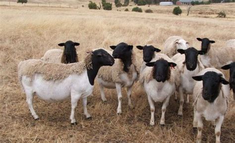 19 Year Old Nabbed For Having Sex With Sheep