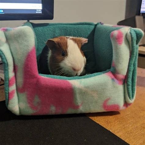 tiny guinea pig bed    cutest  ive  today