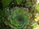 Sempervivum tectorum (Common Houseleek) | World of Succulents