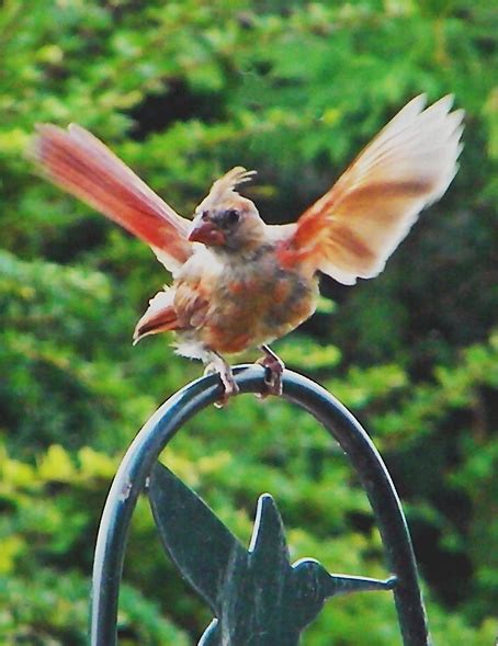 Baby Cardinal Trying Out His Wings~cl Baby Cardinals Pet Birds