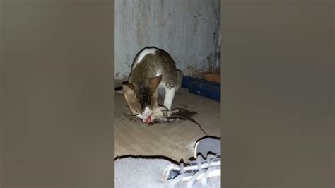 Cat Eating Rat 🐀 Cat Cat Youtube