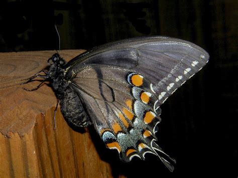 Images Gratuites Aile Feuille Insecte Arrière Cour Papillon De