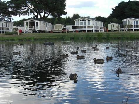 Wild Ducks Picture Of Wild Duck Holiday Park Haven Great Yarmouth