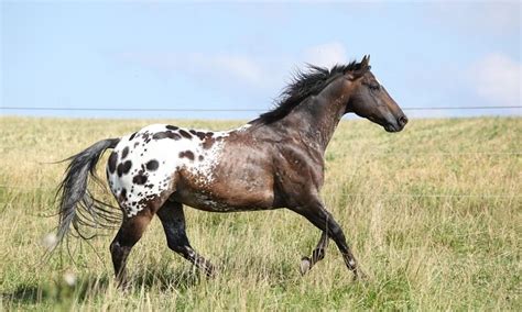 Soi Giống Ngựa Appaloosa Nổi Tiếng Nhất Mỹ Lông Phối Màu Bắt Mắt