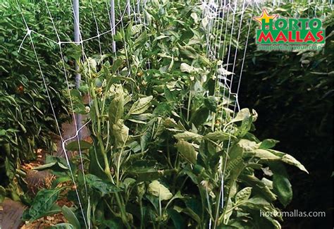 Hortomallas Cultivation Peppers Greenhouse Chili Hortomallas