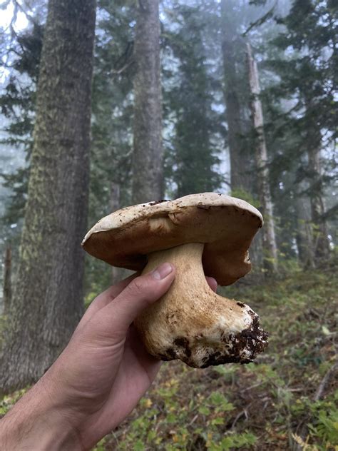 Northern California Mushroom Hunting — Cauli🌸queen